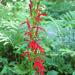 Cardinal Flower Seeds (Lobelia cardinalis)