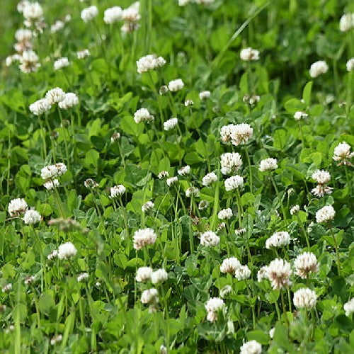 clover flower seeds Dutch White Clover Seeds (Trifolium Repens)
