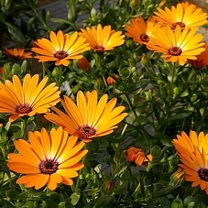 Daisy African Seeds (Dimorphotheca sinuata)