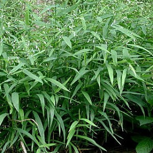 River Oats Grass Seeds (Chasmanthium latifolium)