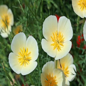 California Poppy White Seeds (Eschscholzia californica)