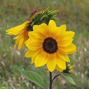 Sunflower Wild Annual Seeds (Helianthus annuus)