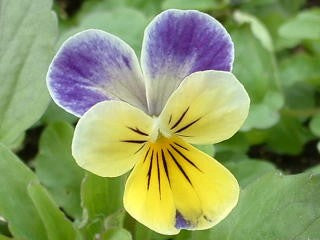 Johnny Jump Up Seeds (Viola cornuta)