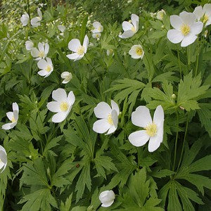 canadian flower seeds Canada Anemone Seeds (Anemone Canadensis)