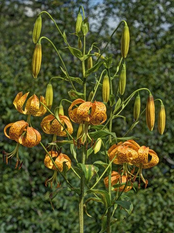 Turk's Cap Lily Seeds (Lilium superbum)