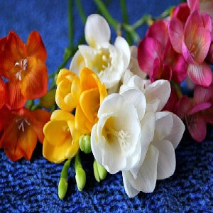 Freesia Mix