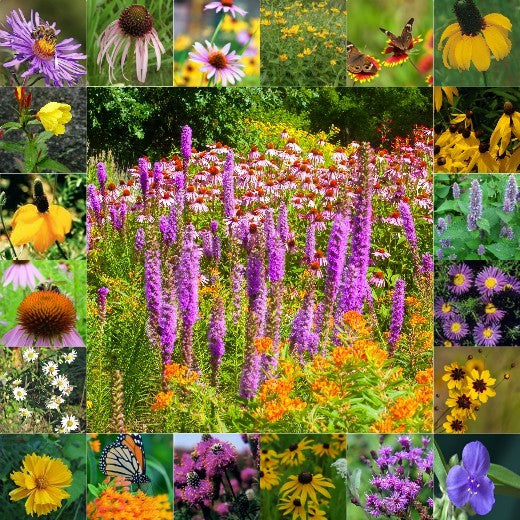 best time to plant wildflower seeds in minnesota Midwest Native Wildflower Seed Mix