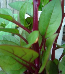 Spinach - Malabar Climbing Red Stem Seeds