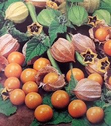 pineapple cherry plant Ground Cherry Pineapple Seeds