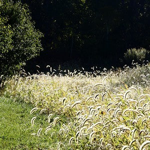 ely flower and seed Silky Wildrye Grass Seeds (Elymus Villosus)