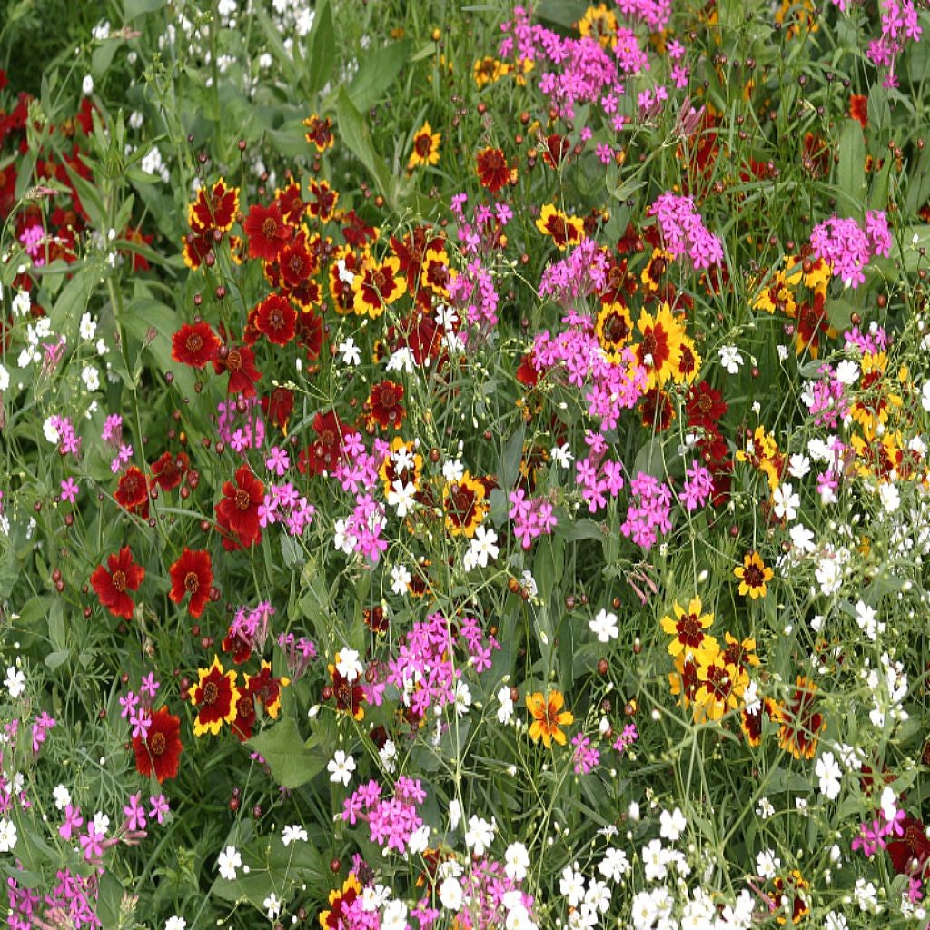 Dry Area Wildflower Seed Mix