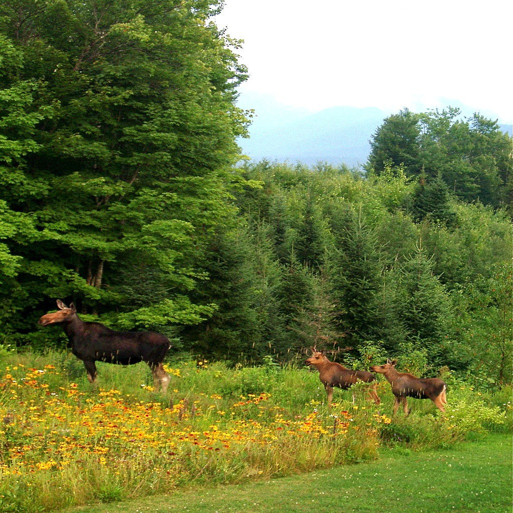 Deer Resistant Wildflower Seed Mix