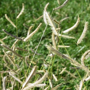 Blue Grama Grass Seeds (Bouteloua gracilis)