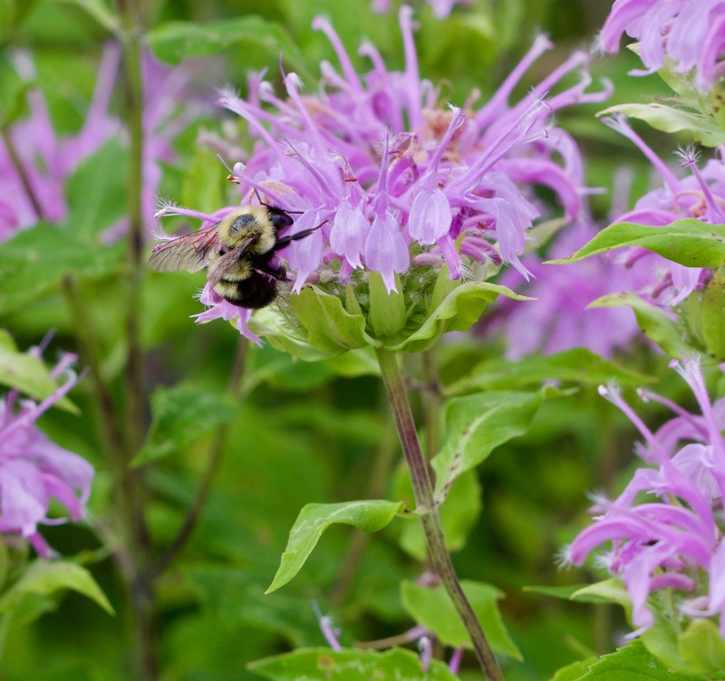 Moist Area Wildflower Seed Mix