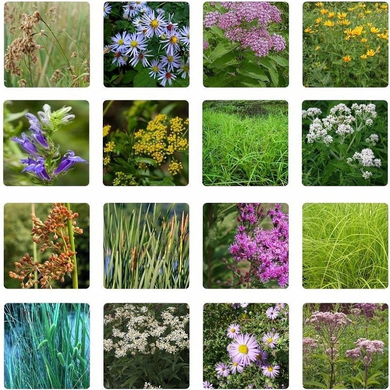 wetland flower seed mix Wet Meadow Wildflower and Grass Seed Mix