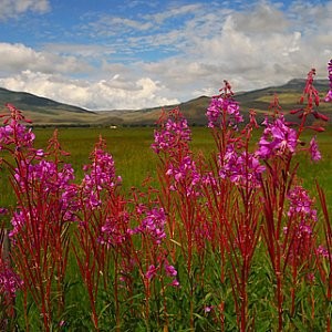 Fireweed Seeds (Epilobium angustifolium)