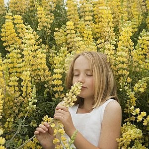 Lupine Yellow Seeds (Lupinus densiflora aureus)
