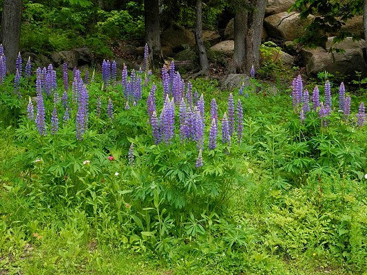 Lupine Perennial Seeds (Lupinus perennis)