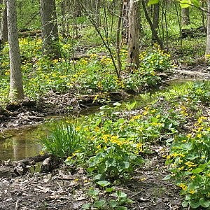 Marsh Marigold Seeds (Caltha palustris)