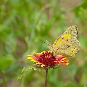 Blanket Flower Seeds (Gaillardia aristata)