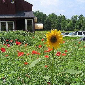 Sunflower Wild Annual Seeds (Helianthus annuus)