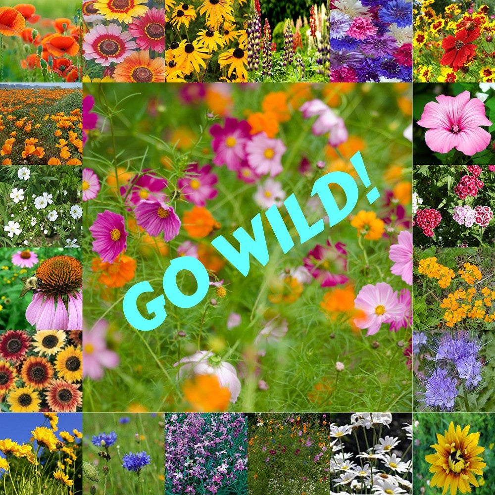 50 lb wildflower seed Go Wild Special Edition Wildflower Seed Mix (BOGO)