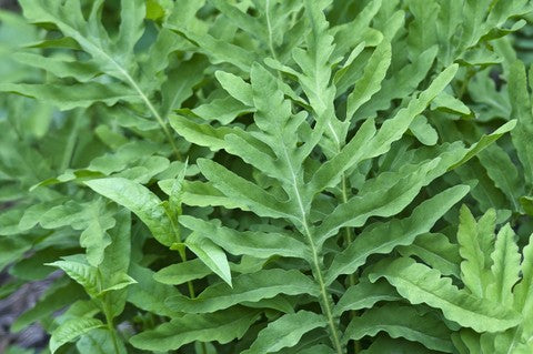 Sensitive Fern Spores (Onoclea sensibilis)