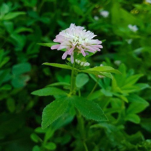 Berseem Clover Seeds (Trifolium alexandrinum)