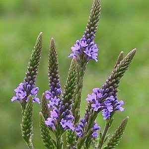 Vervain Blue Seeds (Verbena hastata)