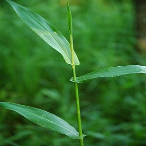 Deertongue Grass Seeds (Panicum clandestinum)
