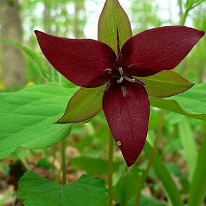 Red Trillium Seeds (Trillium erectum)