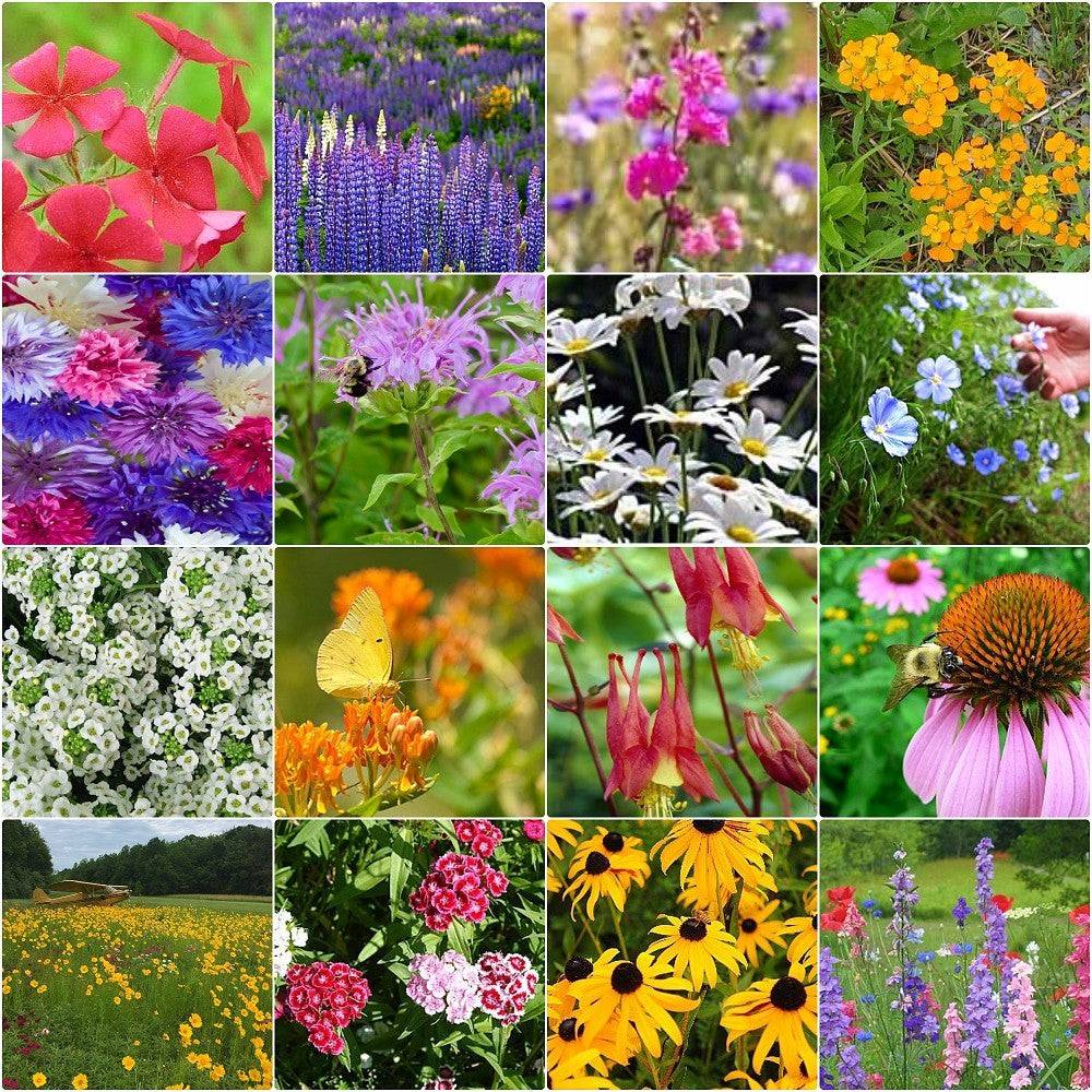 Moist Area Wildflower Seed Mix