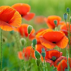 red poppy flower seeds Poppy Red Seeds (Papaver Rhoeas)