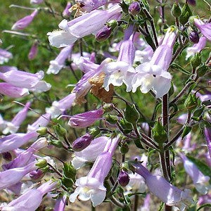 penstemon flower seeds Beardtongue Hairy Seeds (Penstemon Hirsutus)