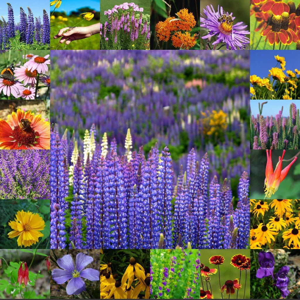 wildflower seed perennial Native Perennial Wildflower Seed Mix