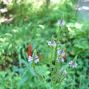 Vervain Blue Seeds (Verbena hastata)