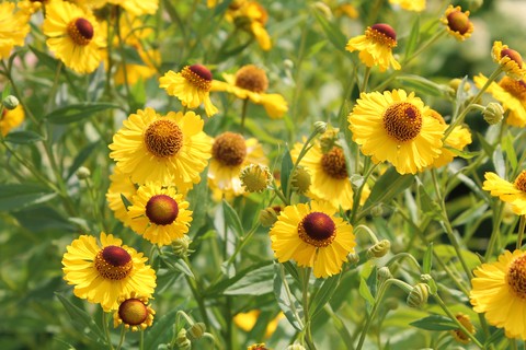Sneezeweed Common Seeds (Helenium autumnale)
