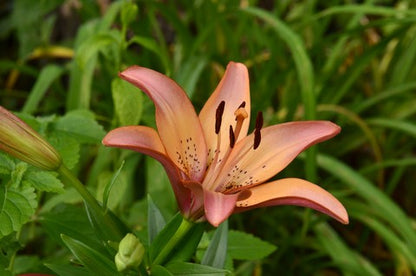 Wood Lily Seeds (Lilium philadelphicum)