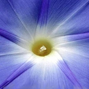 Morning Glory Seeds (Ipomoea purpurea)