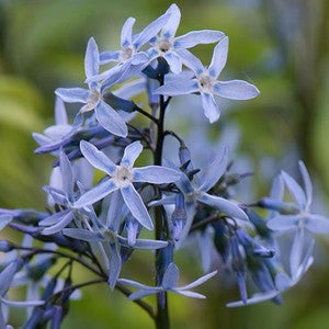 Eastern Bluestar Seeds (Amsonia tabernaemontana)