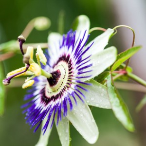 purple plant seeds Purple Passion Flower Seeds (Passiflora incarnata)