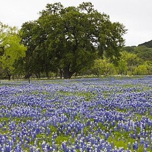 Texas Bluebonnet Seeds (Lupinus texensis)