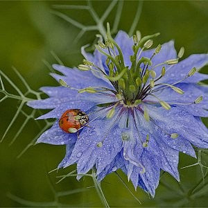 Love in a Mist Seeds (Nigella damascena)