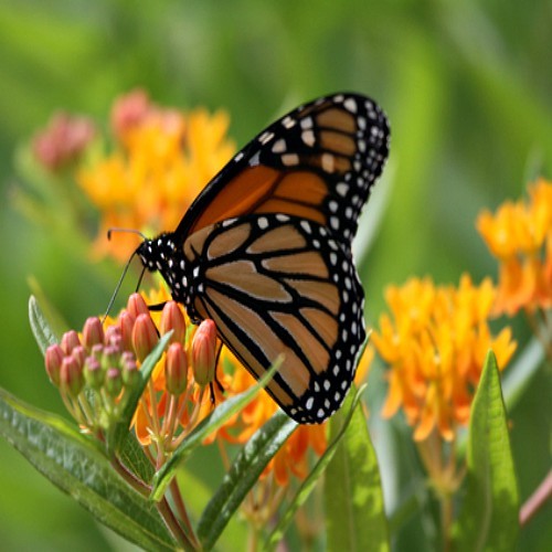 Asclepias tuberosa