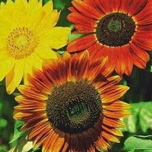 Sunflower Autumn Beauty Seeds (Helianthus annuus)