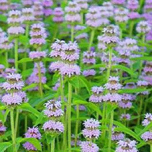 mint seeds for planting Downy Wood Mint Seeds (Blephilia Ciliata)