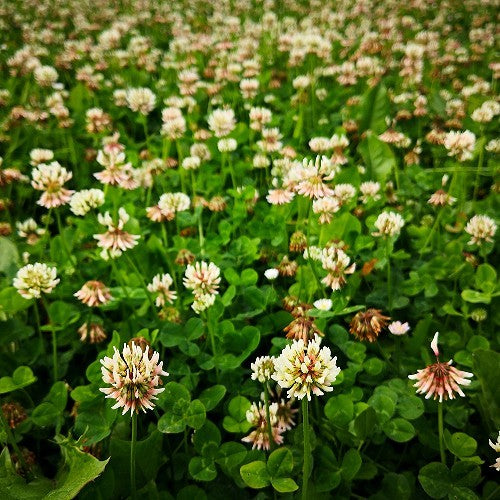 White Clover Ladino Seeds (Trifolium repans)