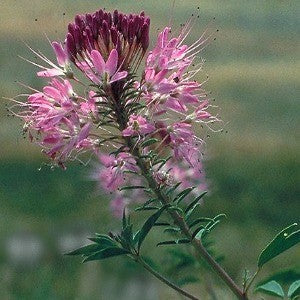Rocky Mountain Bee Plant Seeds (Cleome serrulata)