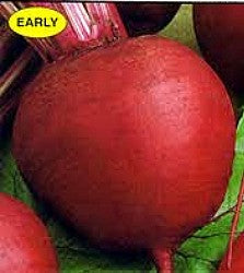 Beets - Early Wonder Seeds