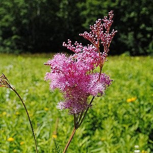 prairie flower seeds Queen Of The Prairie Seeds (Filipendula Rubra)